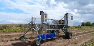 Harvesting robots working on linear systems could make asparagus cheaper